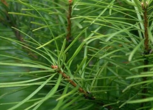 银杉是被子植物吗