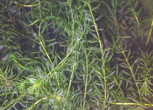 它是被子植物门,沼生目,水鳖科,黑藻属的一种植物,这是因为黑藻有着花