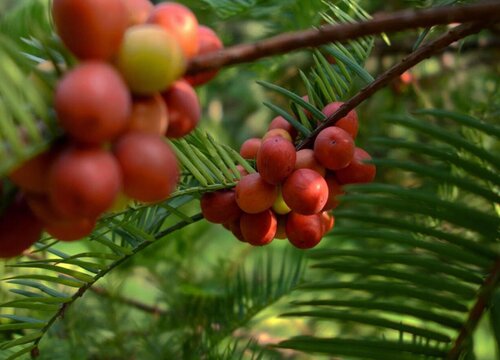 三尖杉是裸子植物吗