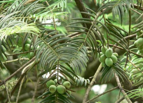 三尖杉是裸子植物吗 植物说