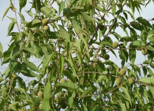 山桃树是裸子植物吗