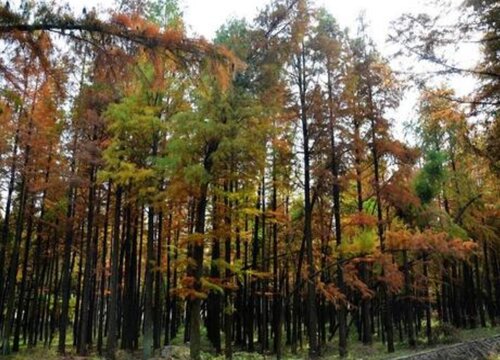 沙松是裸子植物吗