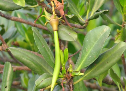 秋茄是裸子植物吗