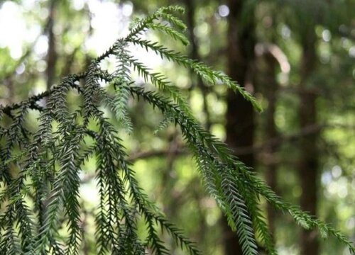 台湾杉是裸子植物吗