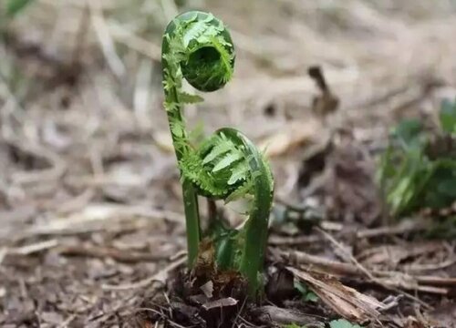 蕨菜是裸子植物吗