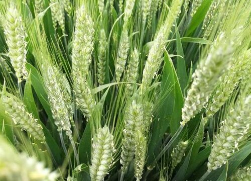 小麦种植时间与生长周期
