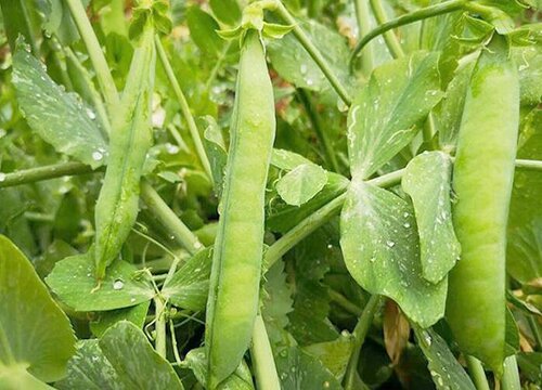 豌豆种植时间与生长周期