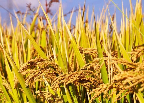 水稻种植时间与生长周期