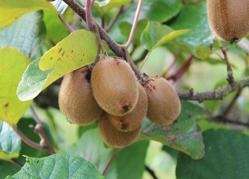 猕猴桃种植时间与生长周期