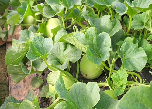 香瓜种植时间与生长周期