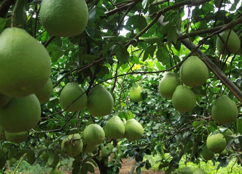 柚子种植时间与生长周期