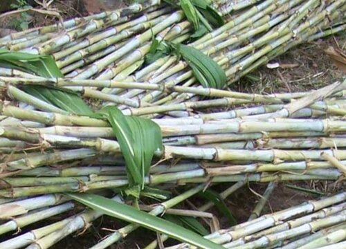 皇竹草种植时间与生长周期