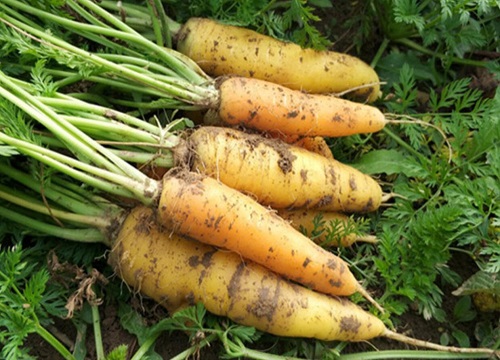 胡萝卜种植时间与生长周期