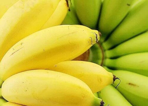 香蕉有多少品种