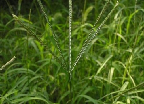 蟋蟀草是草本植物吗