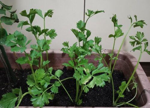 芹菜是蕨类植物吗