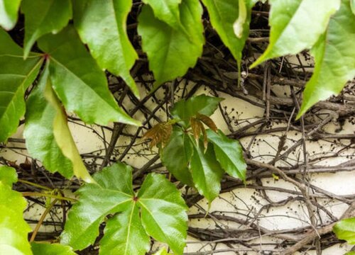 爬山虎是蕨类植物吗