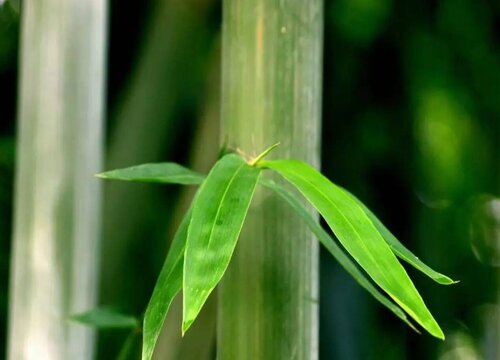 竹子是蕨类植物吗