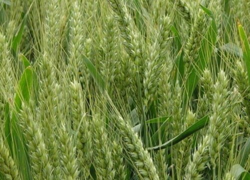 冬小麦属于什么作物