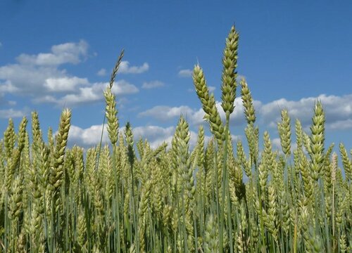 小麦属于什么作物