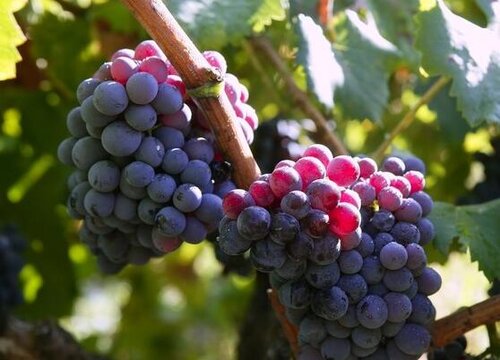 葡萄属于什么作物