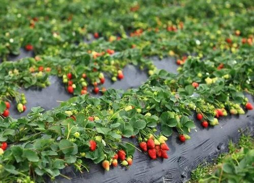 草莓什么季节种植合适