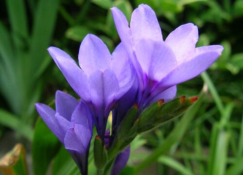 紫色百合花代表什么意思