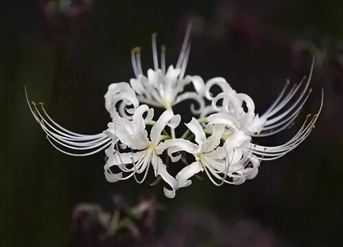 是代表天蝎座,它是天蝎座象征花卉,它只有白色彼岸花这一种品种和颜色