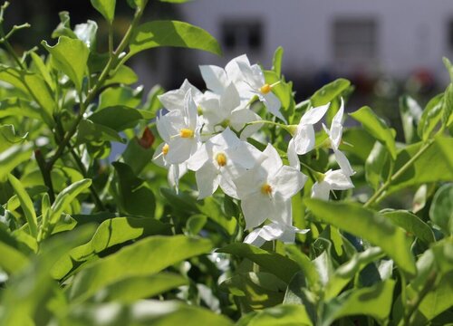 茉莉花代表什么意思