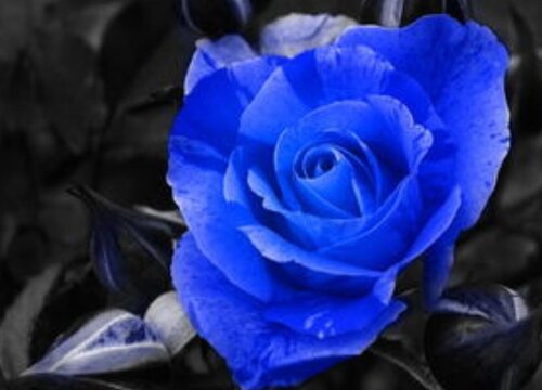 蓝玫瑰的花语是什么意思适合送什么人 植物说