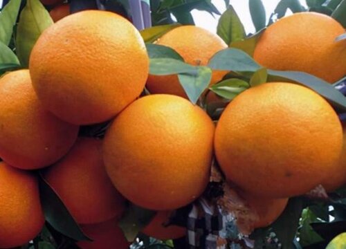 美人果是什么水果