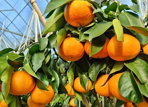 美人果是什么水果