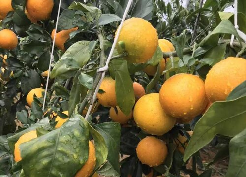 美人果是什么水果