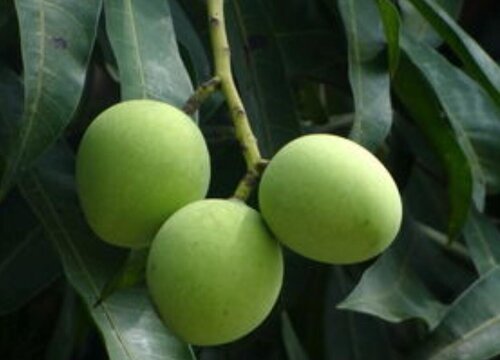 扁桃树的果子图片