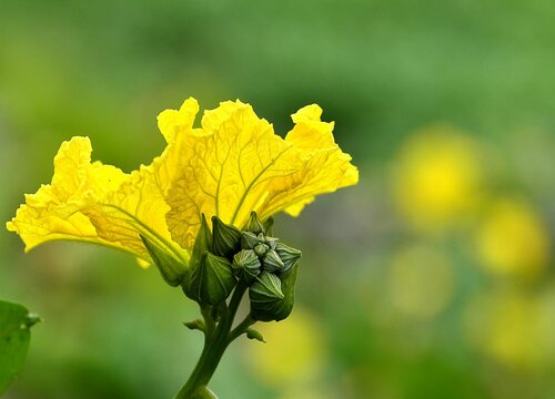 絲瓜花是單性花嗎