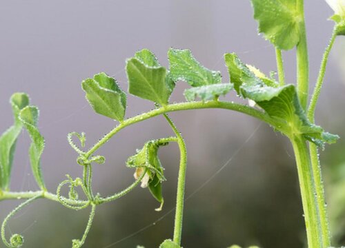 兰花豆是什么植物的果实