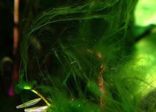 水绵是藻类植物吗