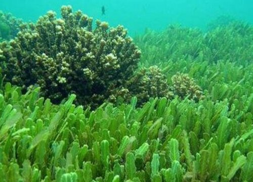 藻类植物成长图片