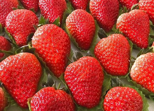 草莓的甜度是多少
