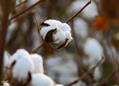 棉花是油料作物吗