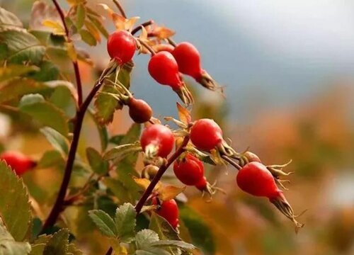 蔷薇果是什么植物的果实 植物说