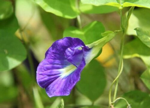 蝶豆花是什么植物的花