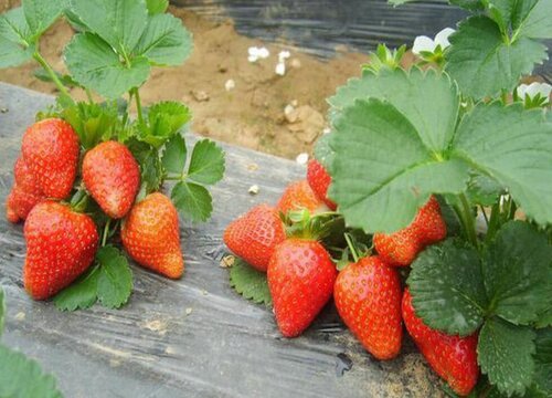 草莓苗哪个品种好