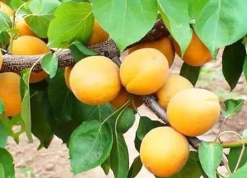 杏是什么水果