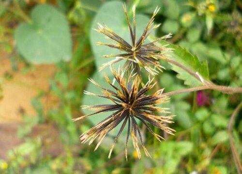 鬼针草是被子植物吗