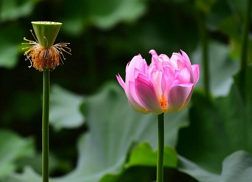 莲花是被子植物吗