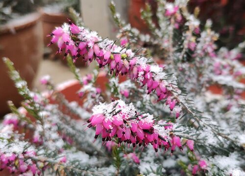 石楠是被子植物吗