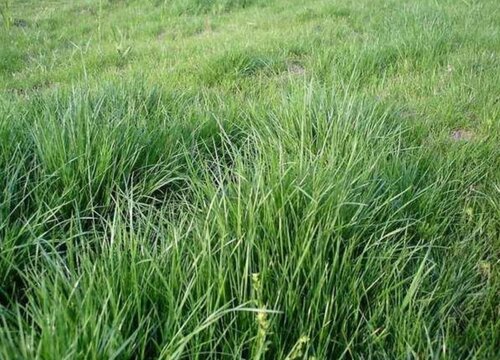 泽败,鹿肠和酱草,另外马草属于禾本科狗尾草属的一种多年生的草本植物