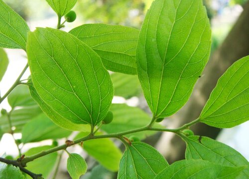 朴树是裸子植物吗