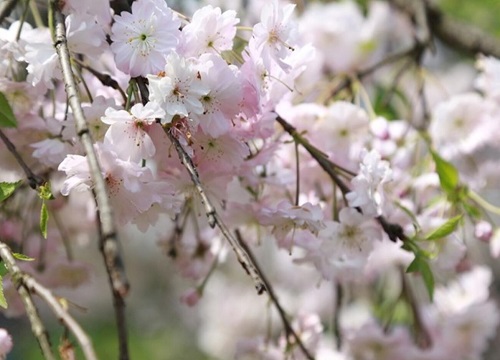 日本晚樱是裸子植物吗